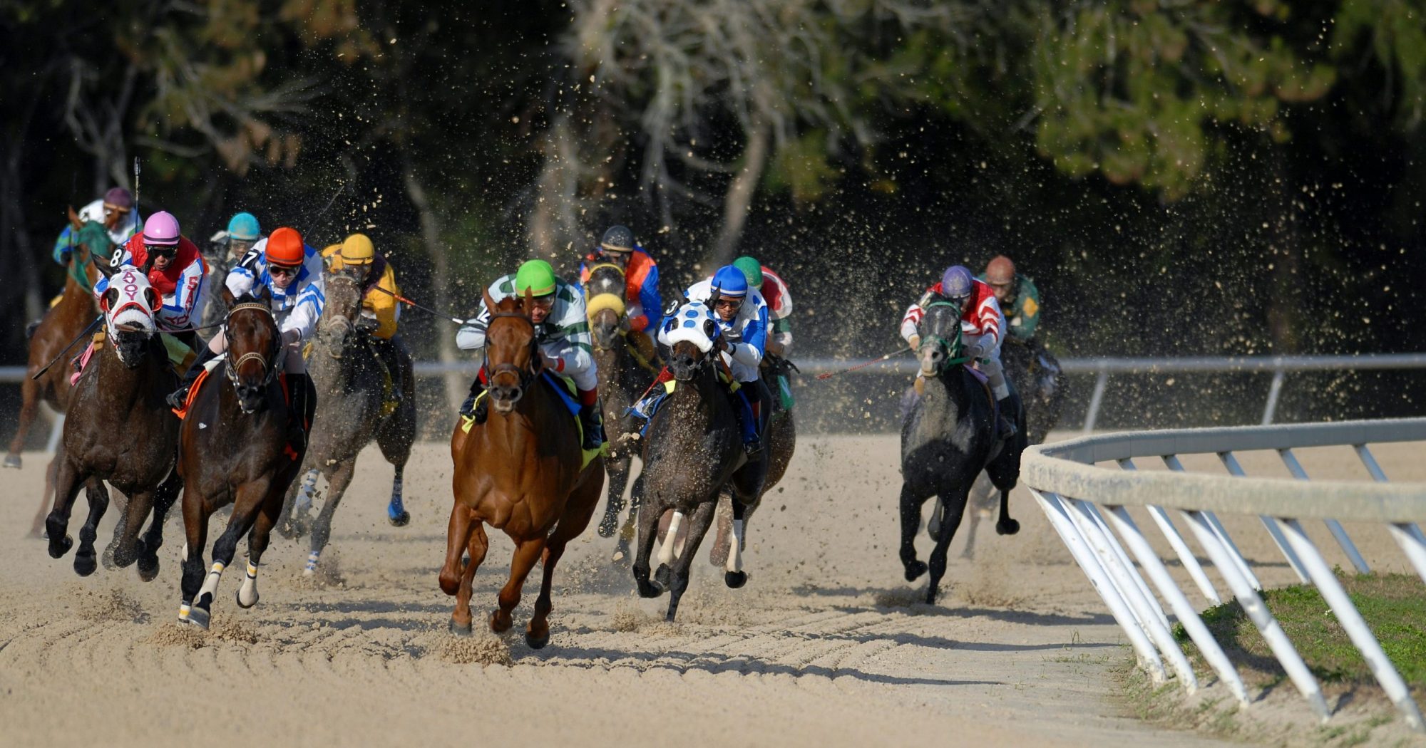 Multiple race horses on racing track