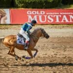 Single horse in a race track