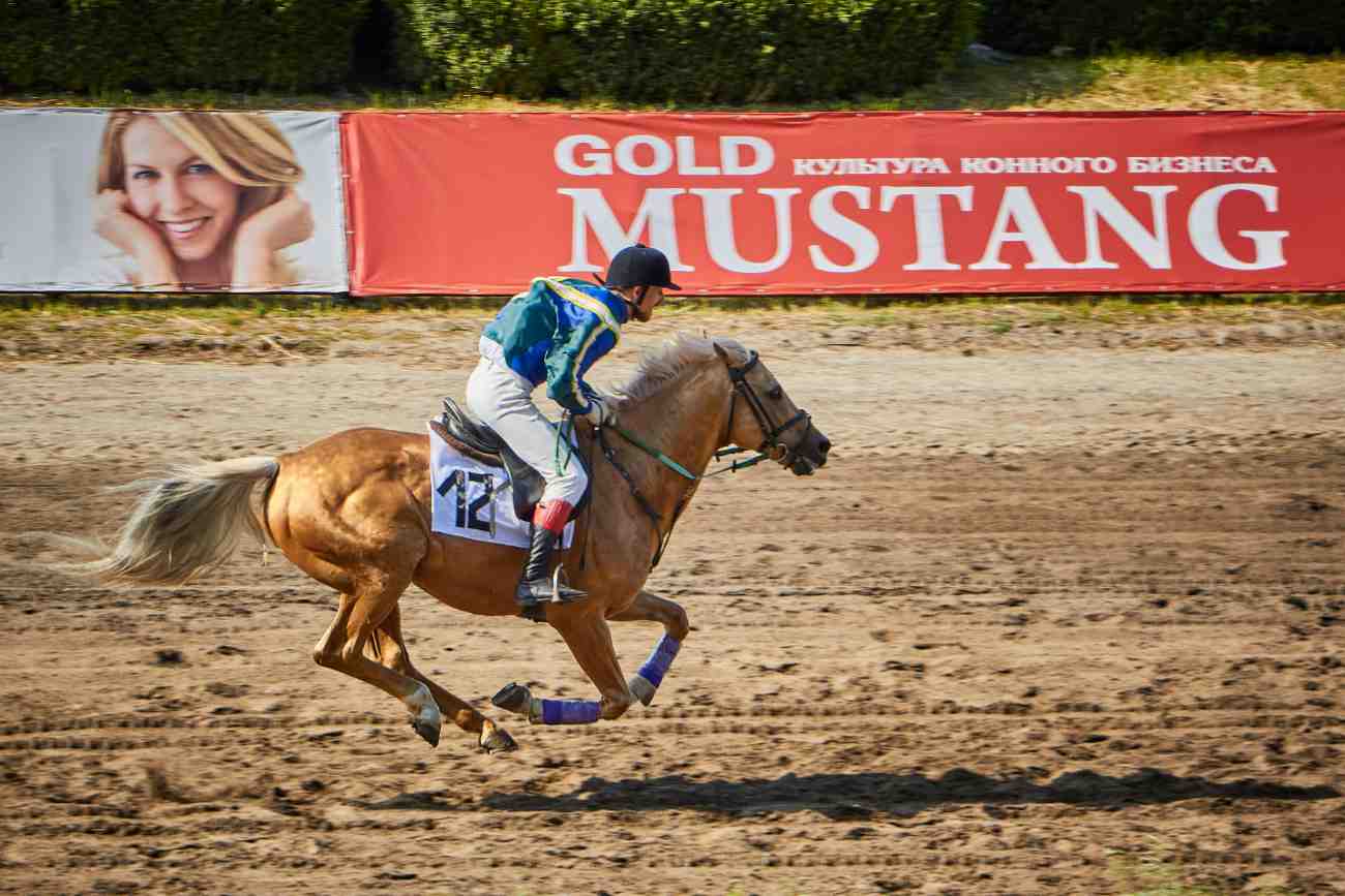 Single horse in a race track